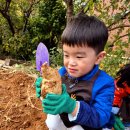 🍠 고구마 캐기🍠 이미지