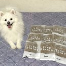 파인독(pine dog) | 반려견 장 건강까지 챙겨주는 프리미엄 사료 파인다이닝 어덜트독 솔직 리뷰
