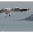 부산갈매기 이미지