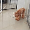 강아지공간 이미지