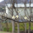 매실나무 Prunus mume (Siebold) Siebold &amp; Zucc. 이미지