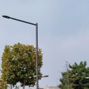 플라타너스 이미지