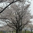 인다락벚꽃길 이미지