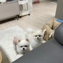 멍실 이미지