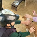 건영승마장 이미지