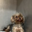 까꿍펫살롱 이미지