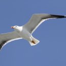 갈매기 이미지