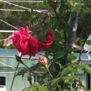 월악산 꽃피는 산골 이미지