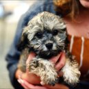 좋은동물병원(출장전문) 이미지