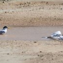 동갈매기 이미지