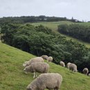 우산목장 이미지