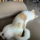 제이앤제이 그루밍 네이버블로그