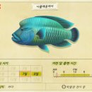 대박피시 이미지