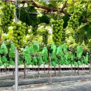 샤인농장 이미지