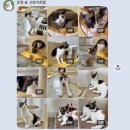 운정 숲 고양이호텔 | [파주 운정] 고양이호텔 추천 ‘운정숲고양이호텔’