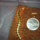 마이차우 이미지