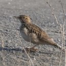 둥지광택 이미지