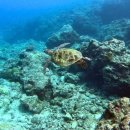 팀 드래곤 이미지