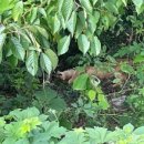 고령목장 이미지