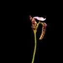 식충식물 가시끈끈이주걱과 꽃 이미지