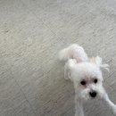 이로운 펫살롱 이미지