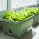 홈가드닝 | 30L 대형 텃밭 화분 상추 대파 키우기 베란다 홈가드닝 저면관수 후기