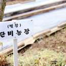 [당첨후기] ♡ 단비농원 : 벌꿀화분 3종 꿀 샘플 후기 (danbee님)