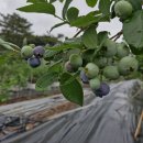 둥지농장 이미지