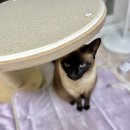 ㈜마이펫 | 펫보험 비교! 먼치킨 고양이 레베카에게 맞는 펫보험은?