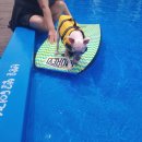 무창포 히든빌리지 | 보령 무창포 '히든빌리지 애견펜션' 솔직후기