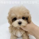 야옹아 멍멍해봐 삼각점 | [광주/분양샵] 야옹아멍멍해봐 강아지고양이 삼각점 평생 반려할 아이를 만난 특별한 날