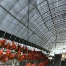 청리농장 이미지