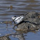 서산의 백할미새(white wagtail) 이미지