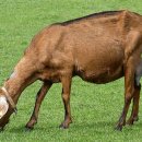 삼태농장 | 염소교배,임신,분만,산자수(새끼수)증가.방법과주의사항.(최대한 과학적으로 접근.)