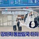 펫에어라인 | 해외에서 한국으로 강아지 동반 입국 | 홍콩에서 강아지 데리고 한국 온 후기
