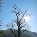 의령 백곡리 감나무 | 대한민국 대표 노거수 의령 백곡리 감나무
