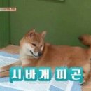 참 이미지