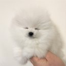 마리켄넬 24시강아지분양 애견분양 애견샵 이미지