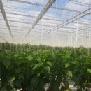 별빛농장 이미지