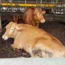 유혜영목장 이미지