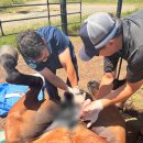 여섯개의 집들 이미지