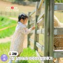 한빛농장 | 고창 여행 가볼 만한 곳 볼거리 상하농원 목장