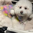 맥스펫 | 아발론 투고 에어맥스 개모차 구매 후기 (2026 케이펫페어 대전)