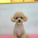 브리앙뜨몽 이미지