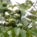 호두나무 이미지