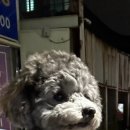 해피그루밍 이미지