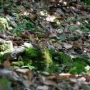 한라산둘레길 천아숲길 이미지