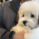 와르아르 이미지