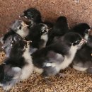 청계슈퍼 이미지