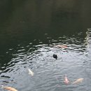 올레카센타 이미지